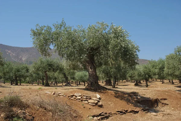 Plantation d'olivier — Photo