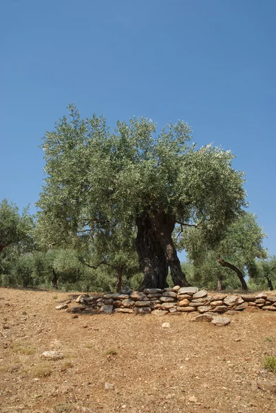 Plantation d'olivier — Photo