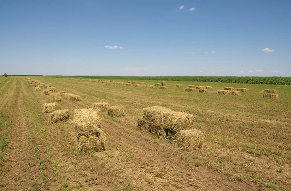 Agricultura — Fotografia de Stock