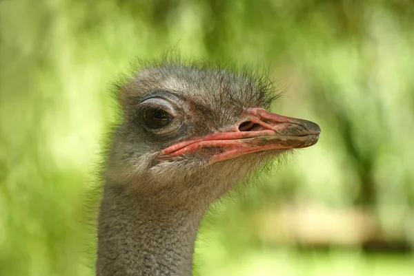 stock image Ostrich