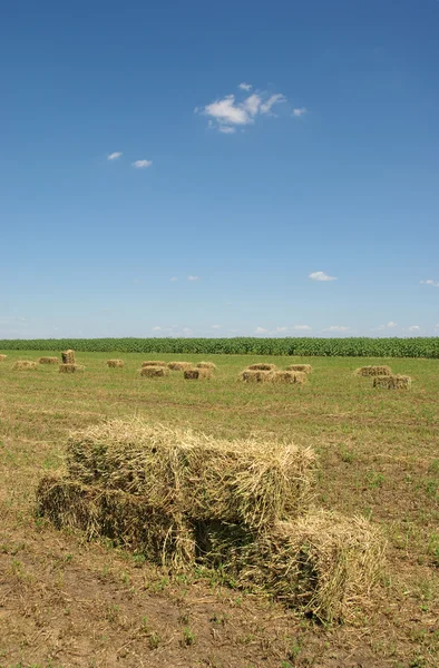 Agricultura — Foto de Stock