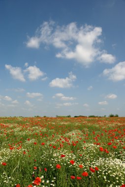 çayır