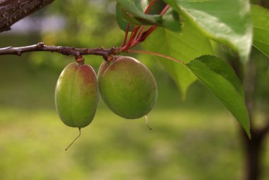 fruit in het voorjaar van