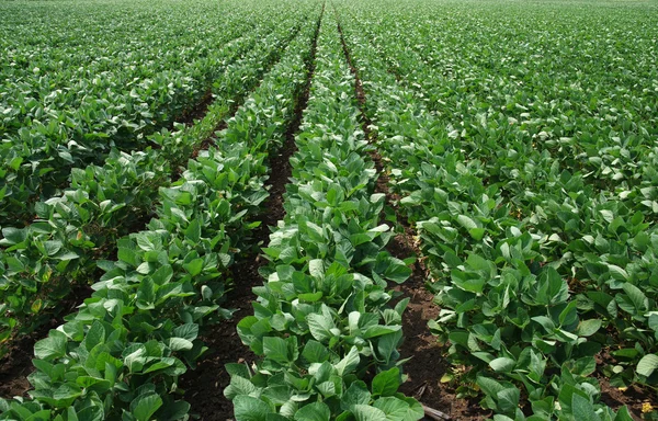 Soy field — Stock Photo, Image