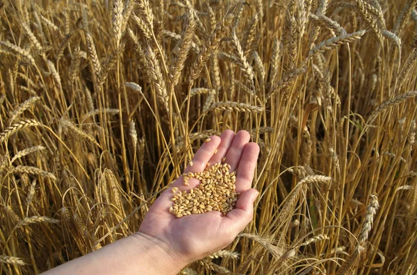 小麦概念 — 图库照片