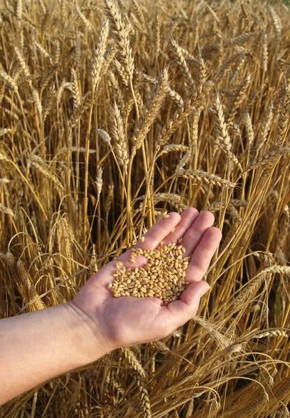 Пшениця концепції — стокове фото