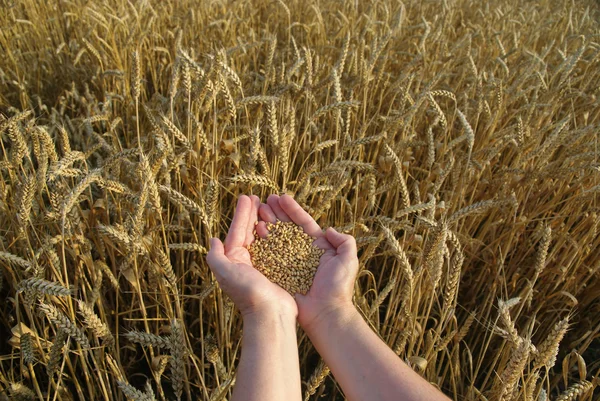小麦の概念 — ストック写真