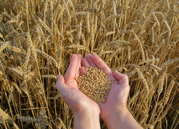 Pšeničný koncept — Stock fotografie
