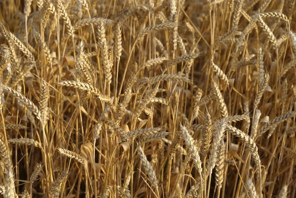 Пшеничні поля — стокове фото