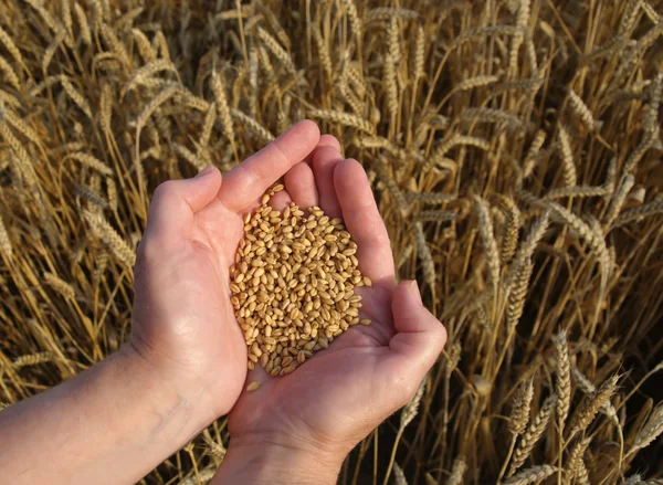 Concetto di grano — Foto Stock
