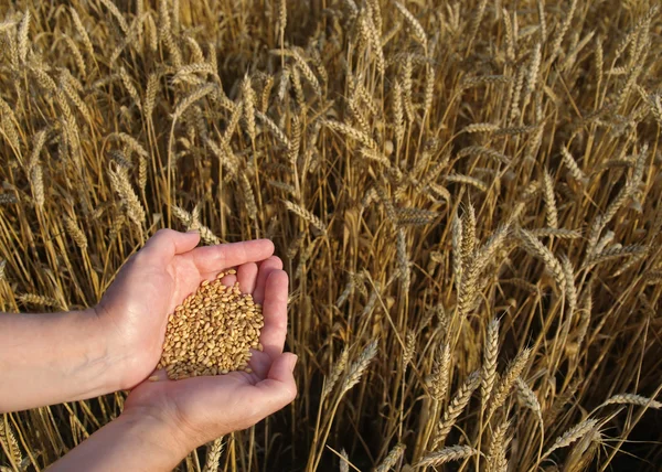 Pšeničný koncept — Stock fotografie