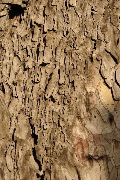 나무 껍질 — 스톡 사진