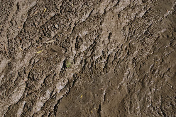 泥の沼 — ストック写真