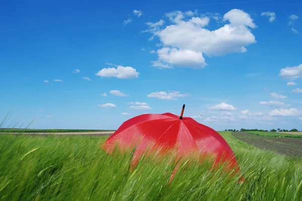 Зонтик в поле — стоковое фото