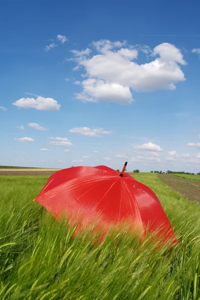 Umbrella in field — Stock Photo, Image