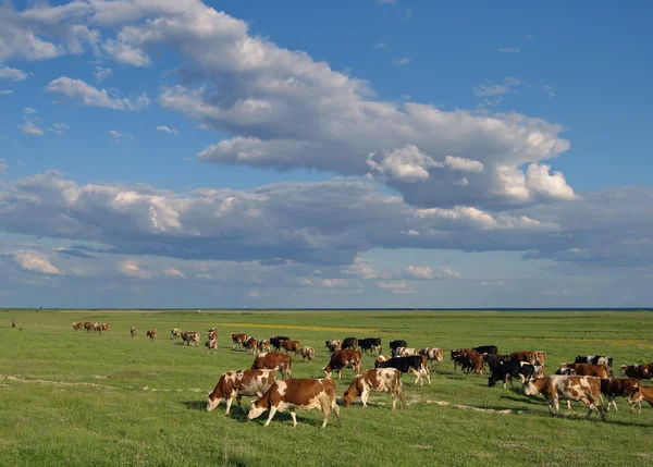 Manada de vacas — Fotografia de Stock