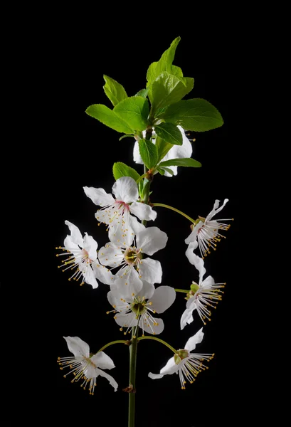 Primavera — Foto de Stock