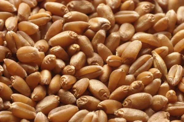 Wheat in closeup — Stock Photo, Image