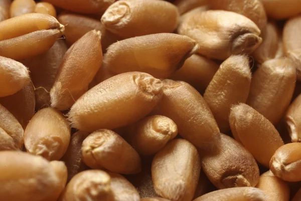 Wheat in closeup — Stock Photo, Image