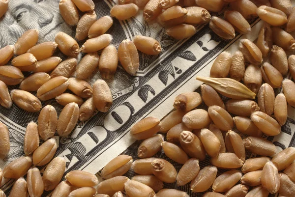 Концепция пшеницы и денег — стоковое фото