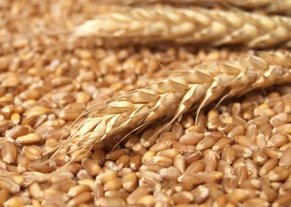 Concepto de trigo — Foto de Stock