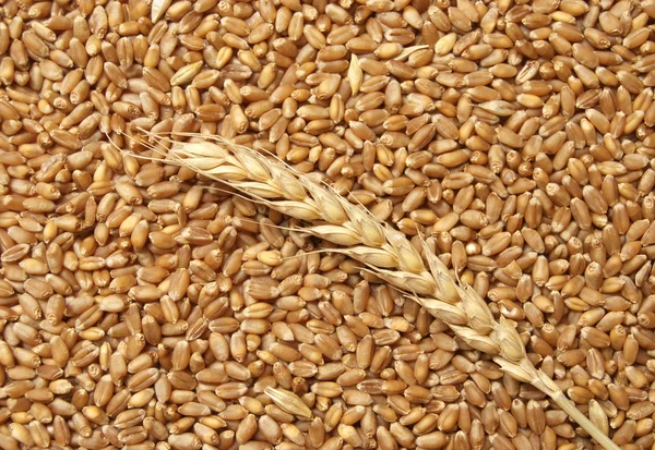 Weizenkonzept — Stockfoto