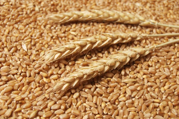 Пшениця концепції — стокове фото