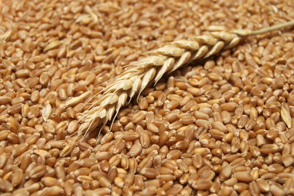Conceito de trigo — Fotografia de Stock
