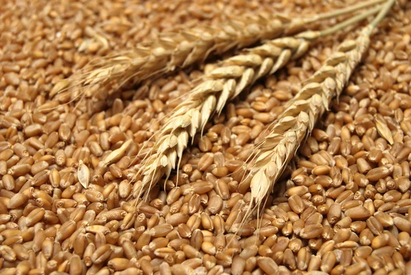 小麦概念 — 图库照片