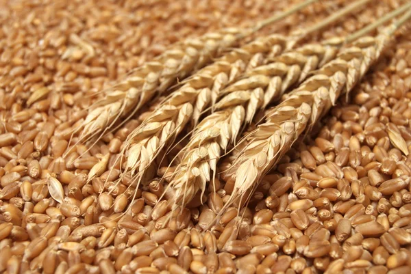 Concept de blé — Photo
