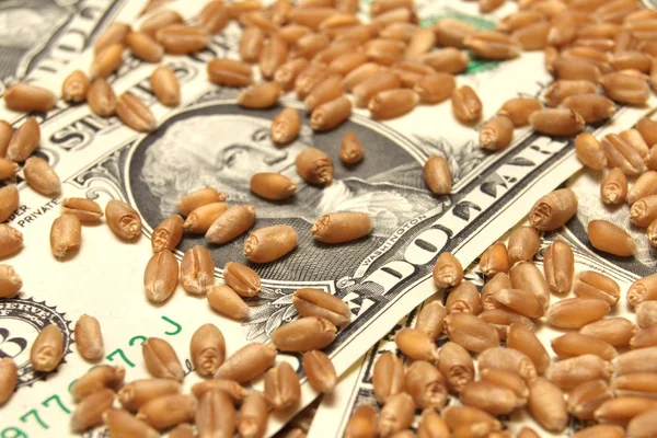 小麦とお金の概念 — ストック写真