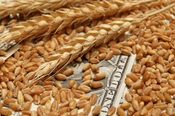 Pšenice a peníze koncepce — Stock fotografie