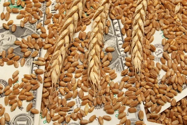 Concepto de trigo y dinero —  Fotos de Stock