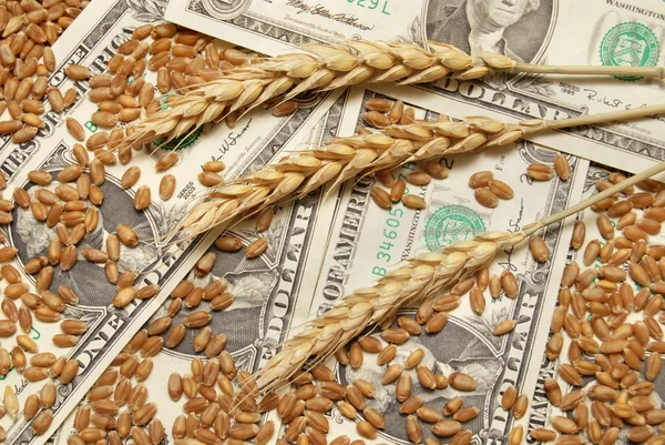 stock image Wheat and money concept