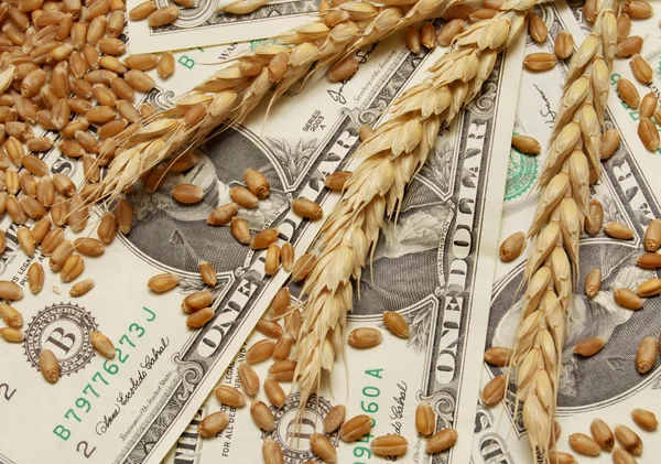 Концепция пшеницы и денег — стоковое фото