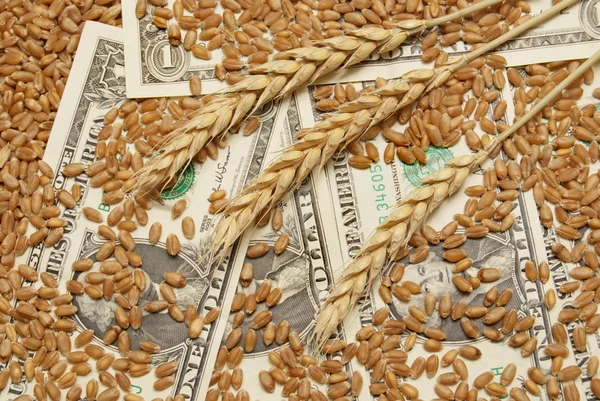 Conceito de trigo e dinheiro — Fotografia de Stock