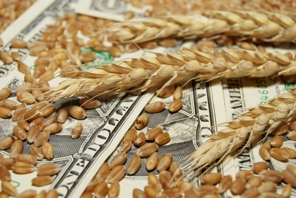 stock image Wheat and money concept