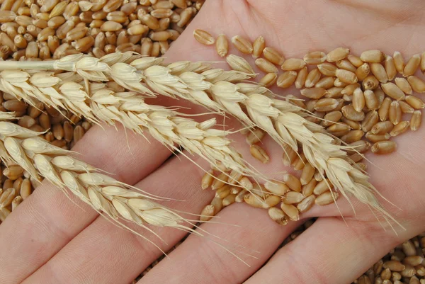 Conceito de trigo — Fotografia de Stock
