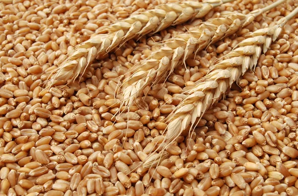 Weizenkonzept — Stockfoto