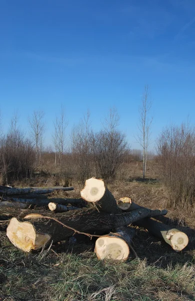 Exploitation du bois — Photo