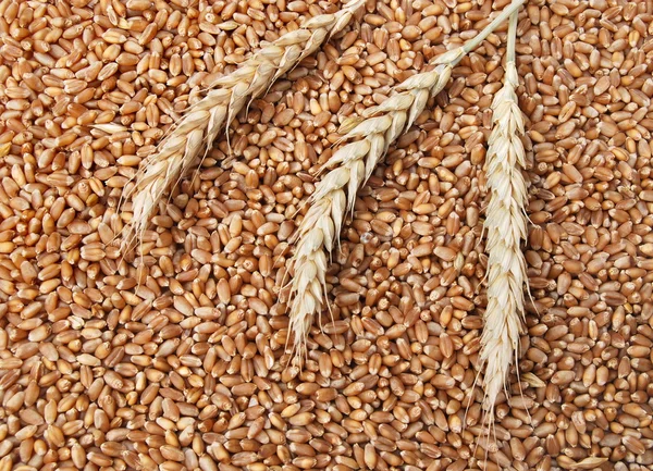 Concepto de trigo — Foto de Stock