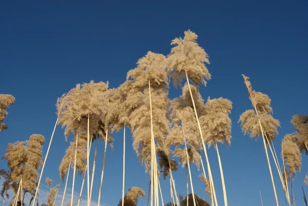 Zuckerrohr über dem Himmel — Stockfoto