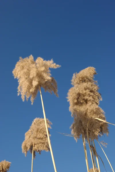 Zuckerrohr über dem Himmel — Stockfoto