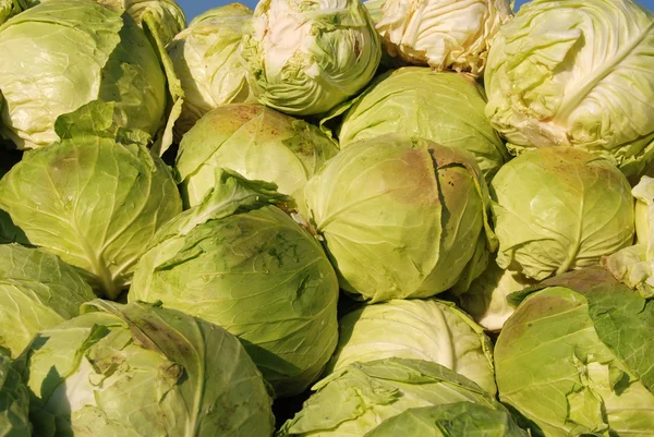 Heap of cabbage — Stock Photo, Image