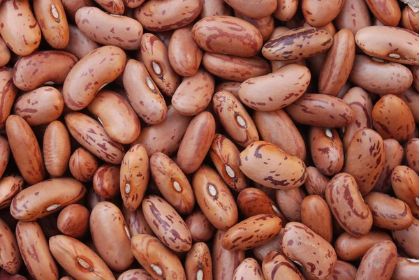 Brown bean — Stock Photo, Image
