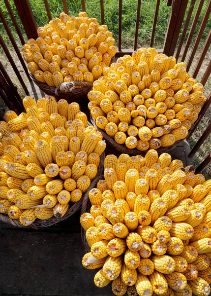Sklizeň kukuřice — Stock fotografie