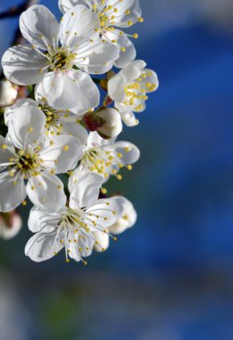 Cherry blossom clipart