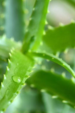 aloe vera