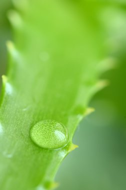 aloe vera