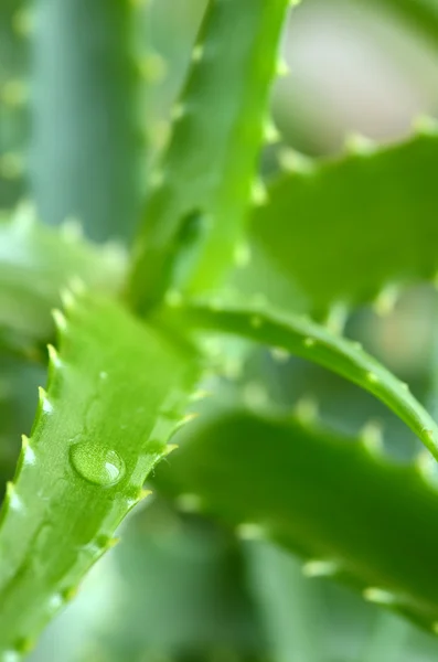 stock image Aloe Vera